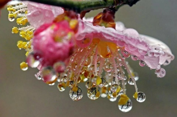 Капля радости