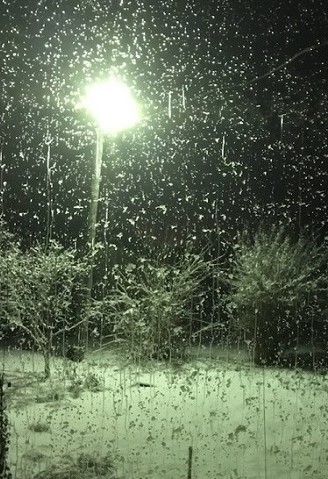 Я - белый снег...