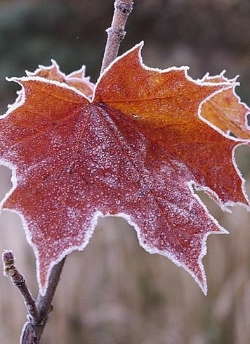 Памяти лета