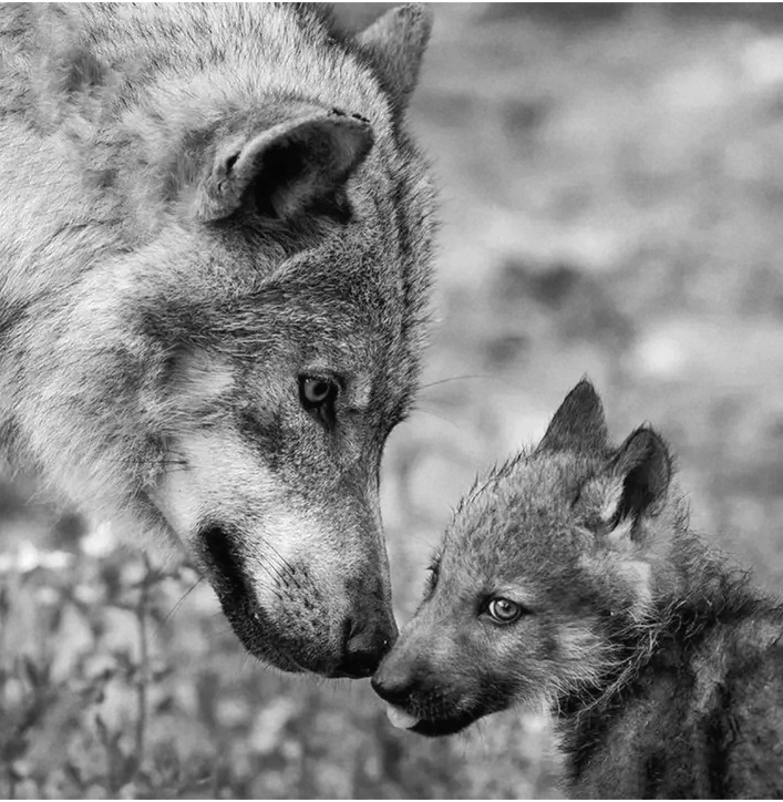 Wolf Pups Emerge From Den at Oakland Zoo to Begin Goodwill Mission KQED