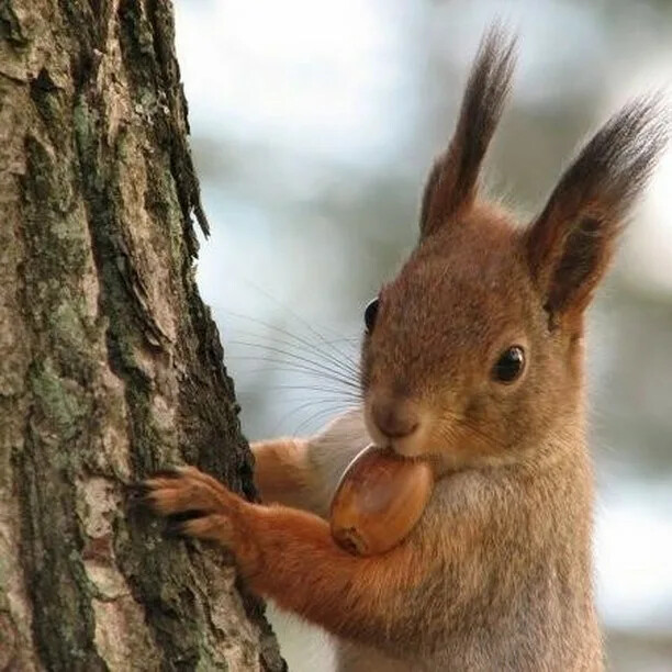 Распрямила осень спинку