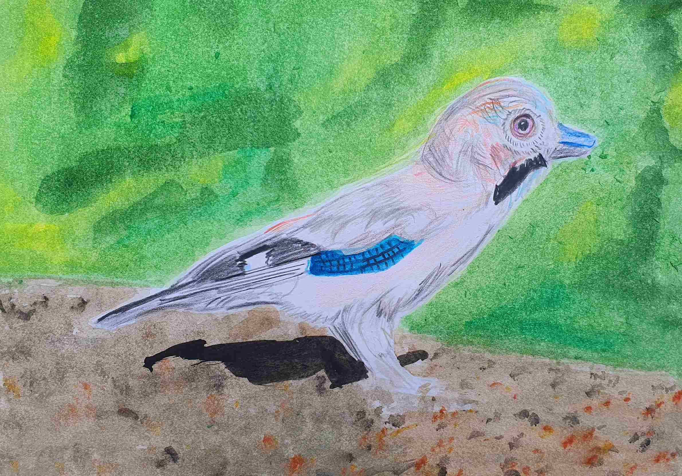 Сойка евразийская