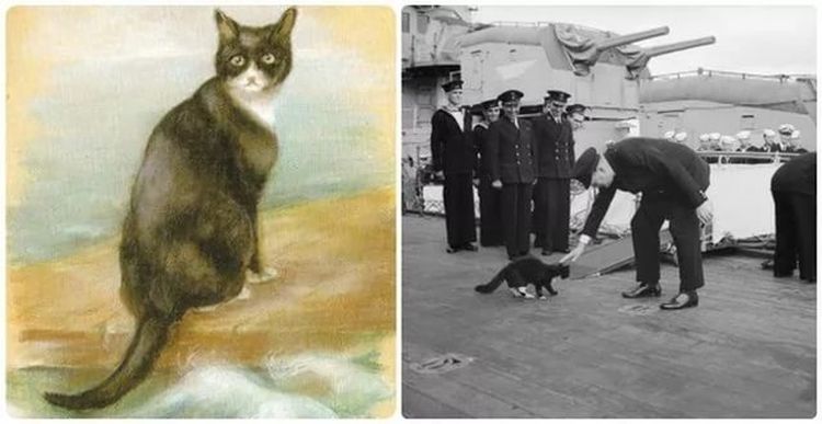 На корабле несколько кошек несколько матросов. Непотопляемый Сэм кот. Непотопляемый Сэм Корабельный кот. Джорджиной шоу-Бейкер непотопляемый Сэм. Кот Оскар непотопляемый.