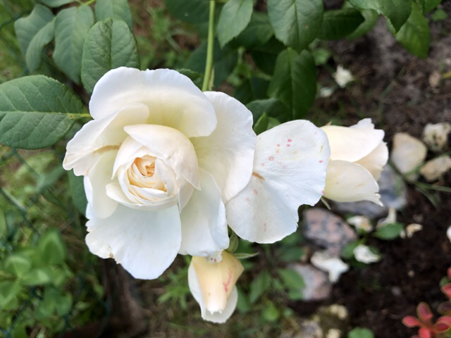 Летний вечер