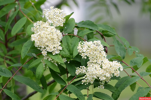 Рябина цветет. Рябина обыкновенная цветение дерево. Рябина мучнистая магнифика. Арония цветение. Рябина sorbus aucuparia цветущая.