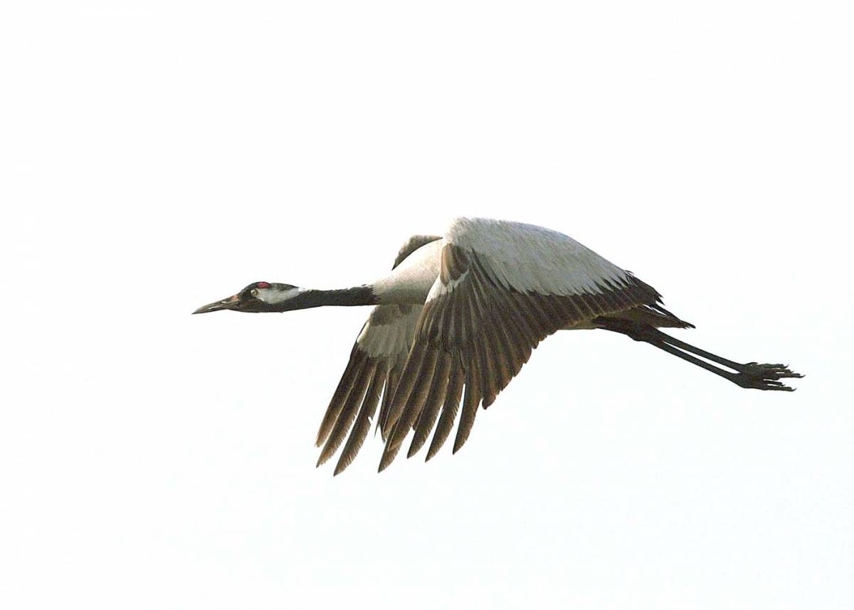 Силуэт птицы в полете. Журавль рисунок. Журавль рисунок. Журавль черно белый. Белые журавли картинки.