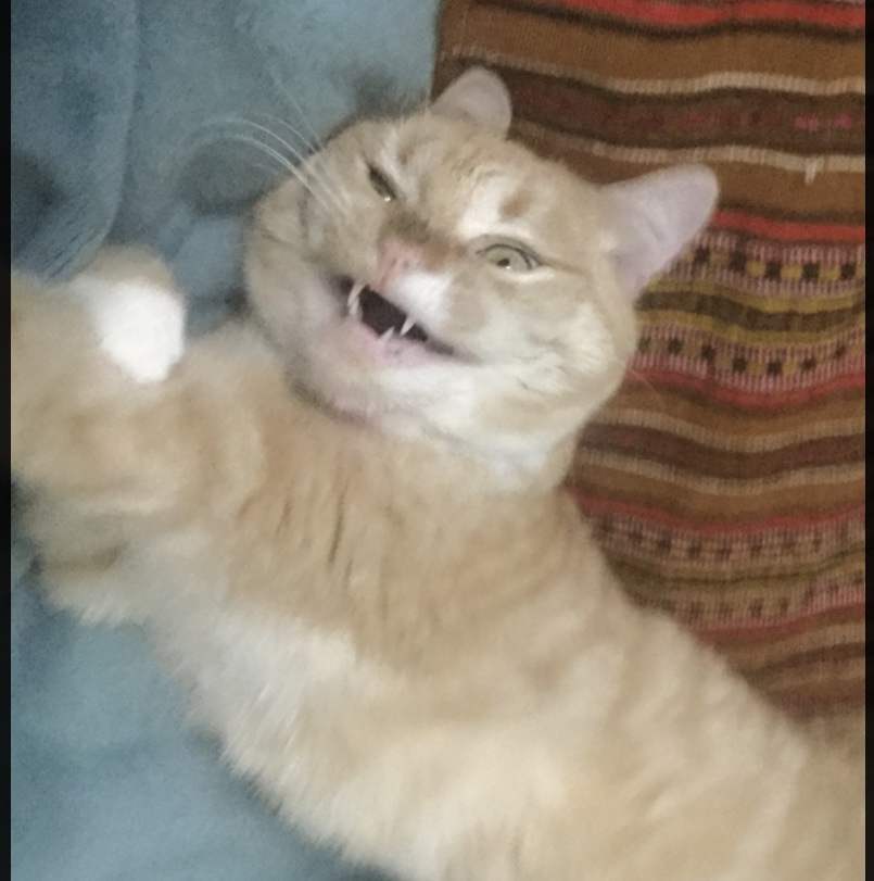 Приблудный кот