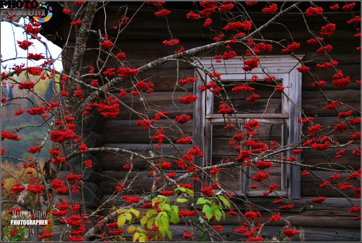 Срубил рябину