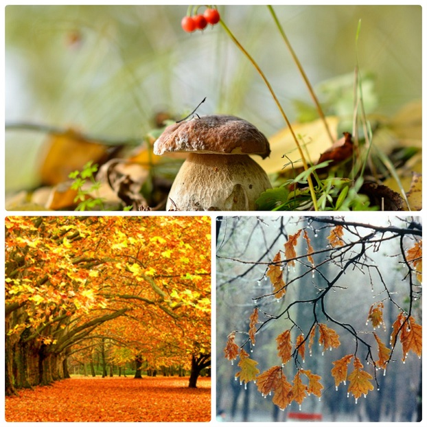 Урок природы. загадка с отгадкой