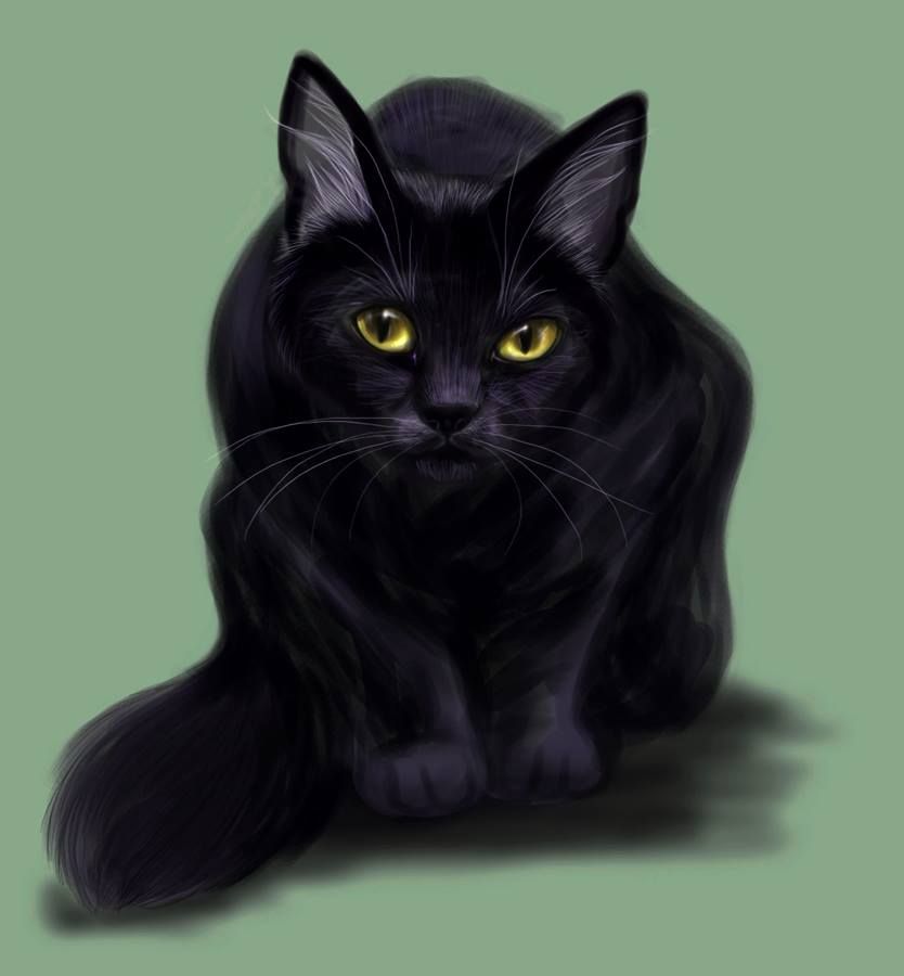 Квадробика черная кошка. Коты Воители чёрный кот. Коты Воители черная кошка с желтыми глазами. Коты Воители черный кот с желтыми глазами. Черная кошка с желтыми глазами.