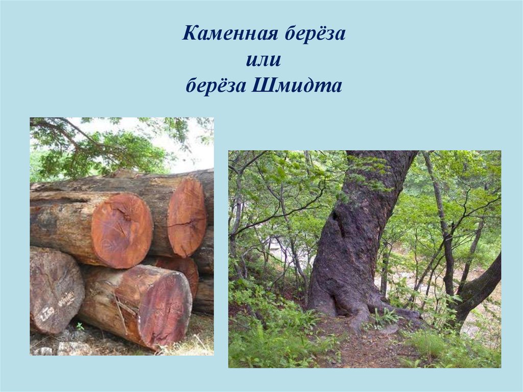 Берёза Шмидта - железное дерево