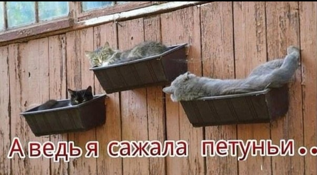 Про петунии и кошек