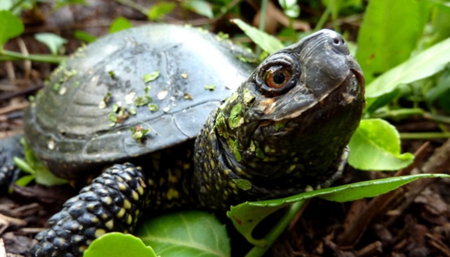 Болото черепахи. Европейская Болотная черепаха. Колхидская Болотная черепаха. Среднеазиатская Болотная черепаха. Европейская болотистая черепаха.