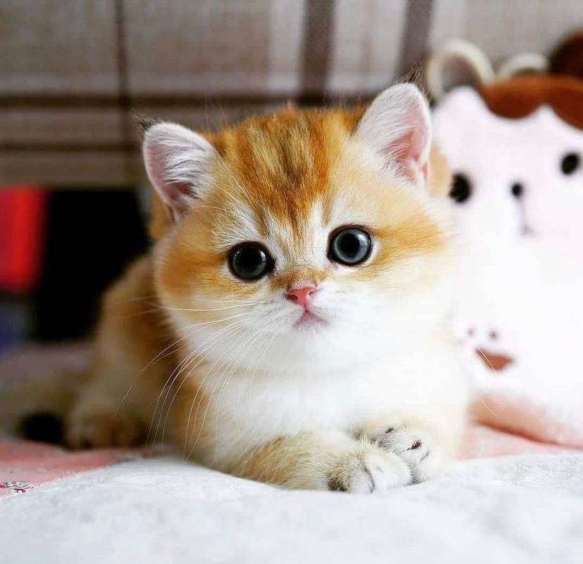 Кошачий рэп