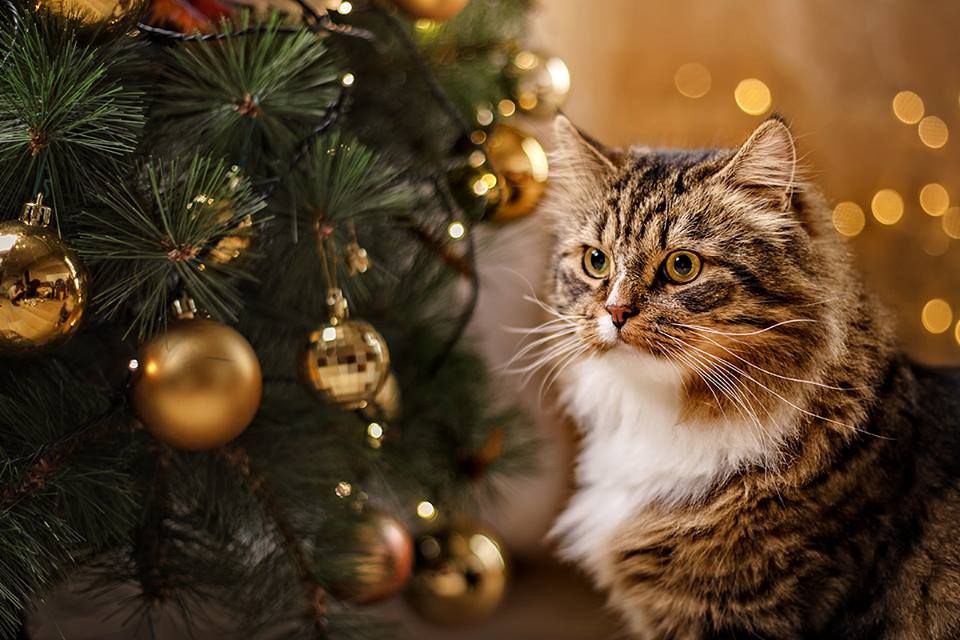 Котики примерили сказочный наряд