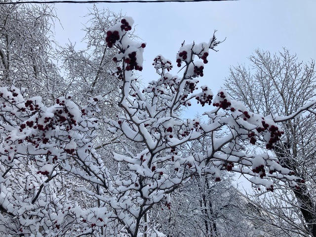 Как черешок бросает боль листа...