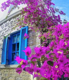 Бугенвиллея