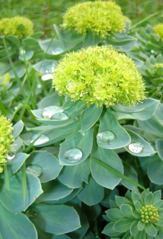 Родиола розовая