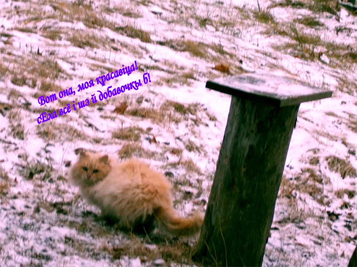 Шо за шкура взлiзла шусtро