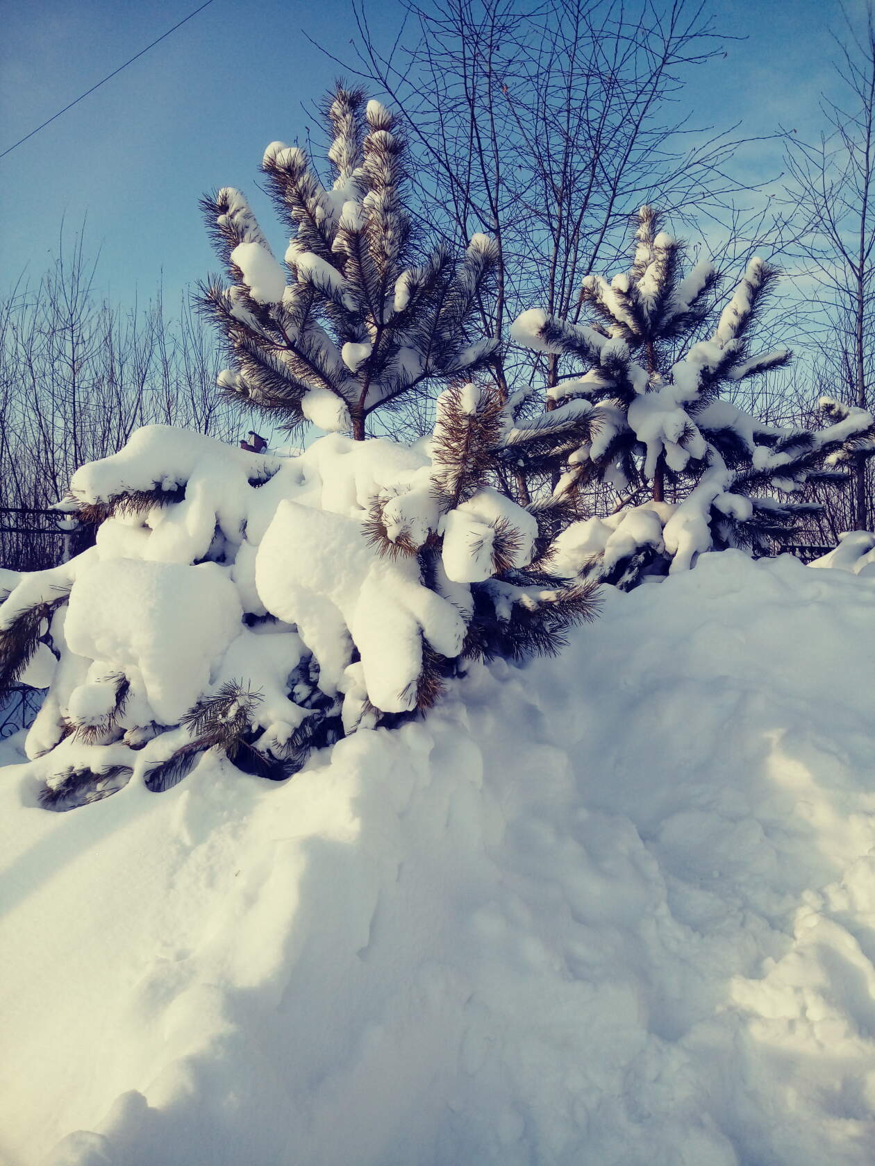 В зимних снах