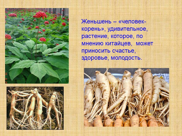 Женьшень