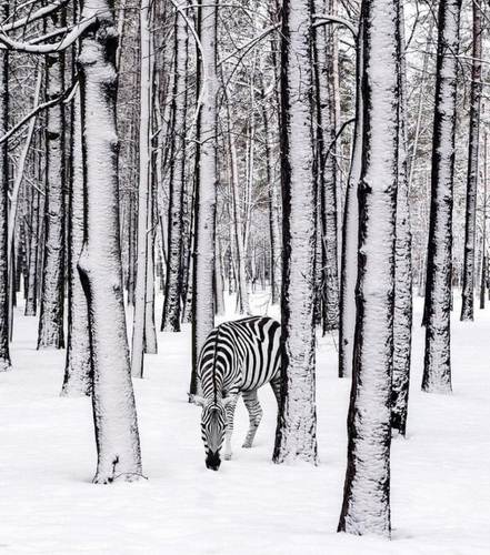 Пятничный очепяточный блиц No740