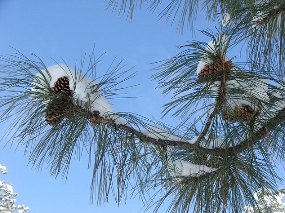 Под сосновыми звонами