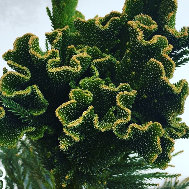 КриптомЕрия