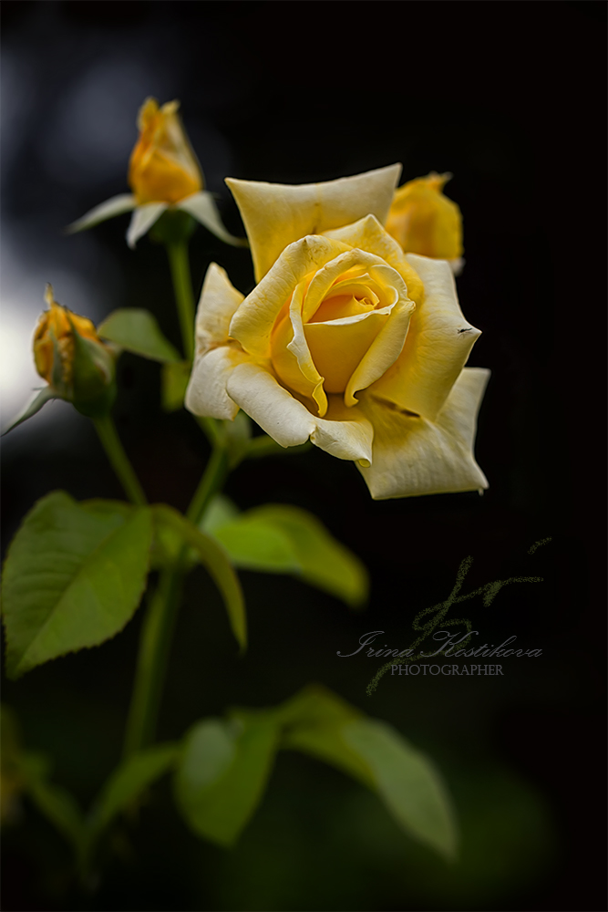 Цвет желтый