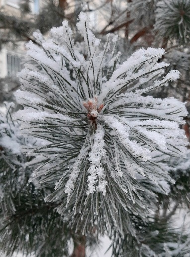 Новогоднее чудо непременно случится