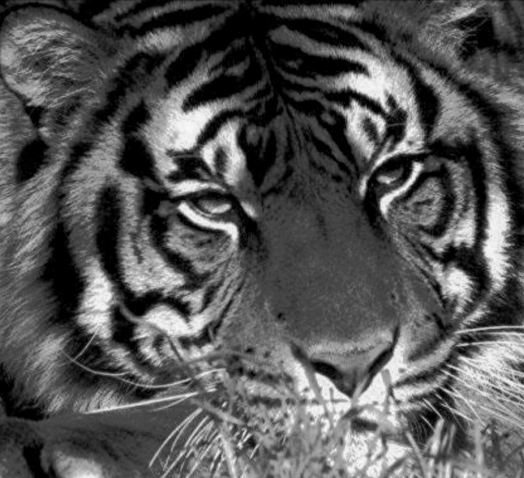 Новый год, Тигра