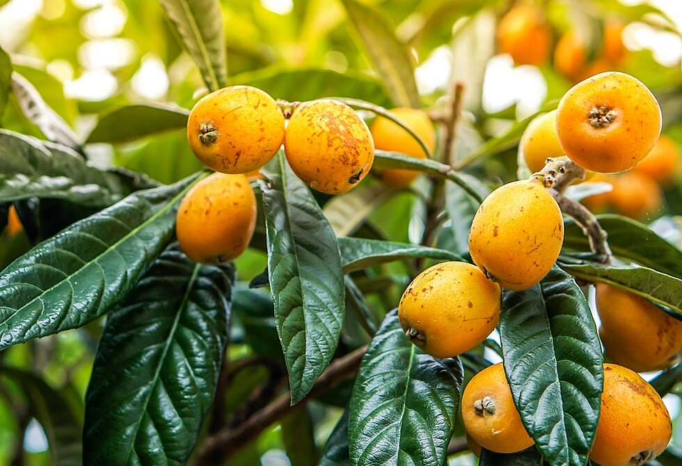 Мушмула японская