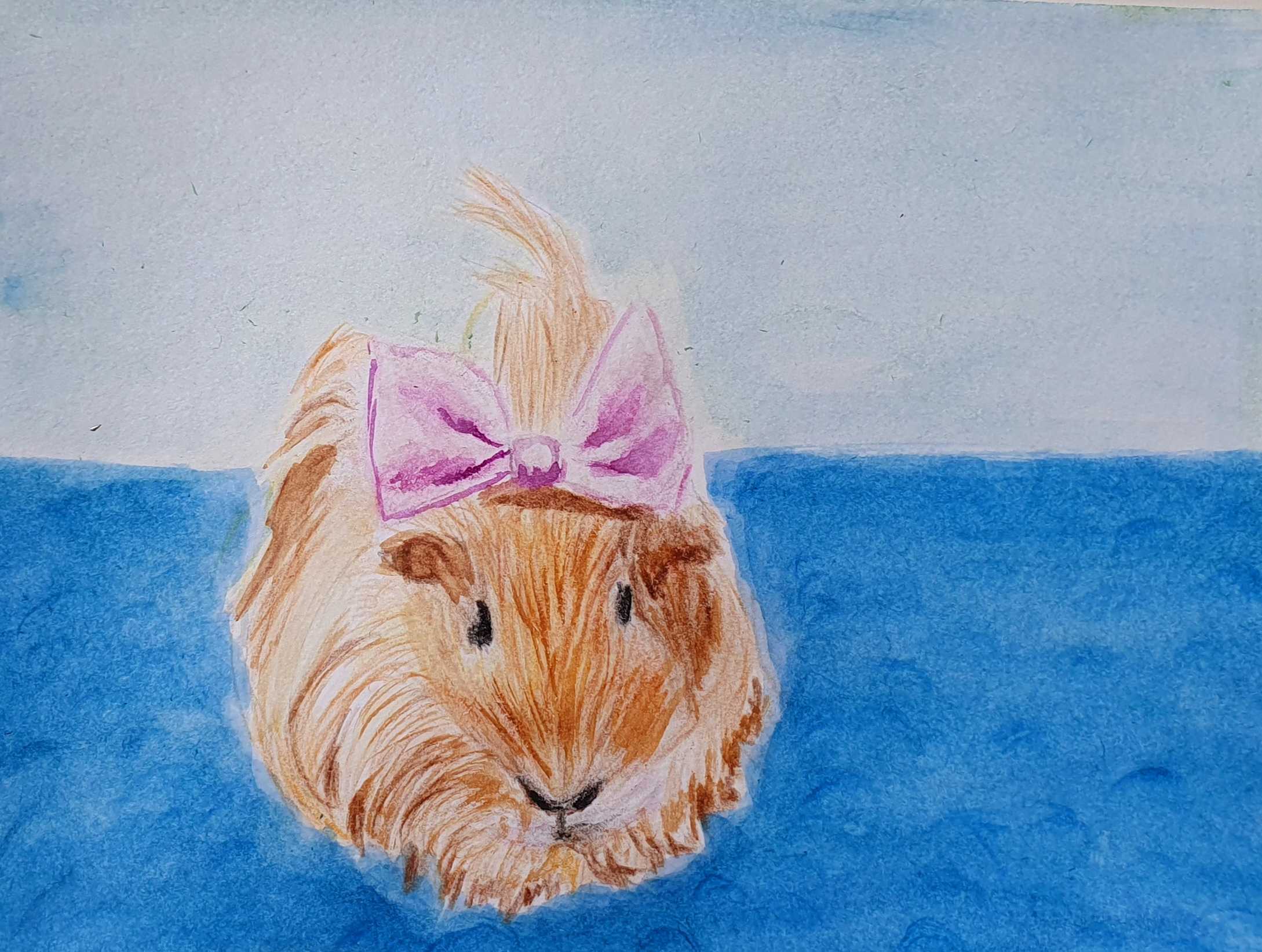 Свинки морские