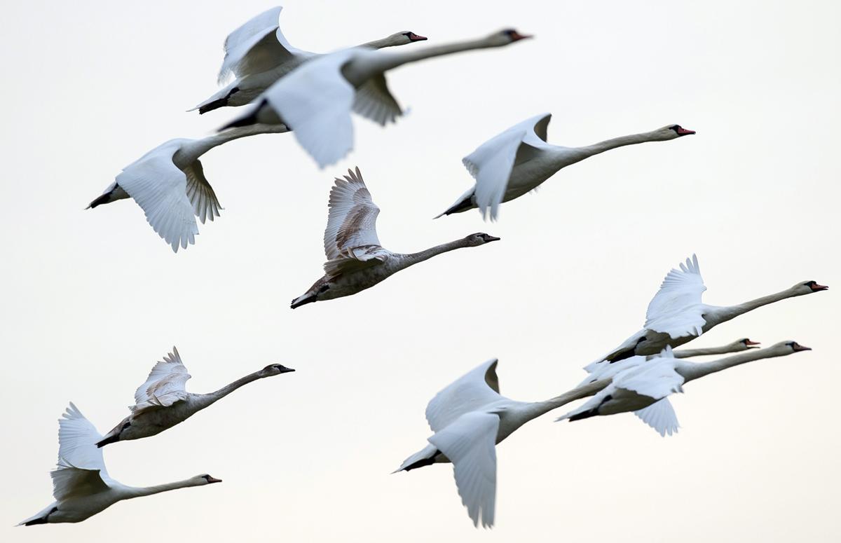 Белые журавли улетающие в небо. Стая лебедей. Стая птиц. Птицы улетают. Стая перелетных птиц.