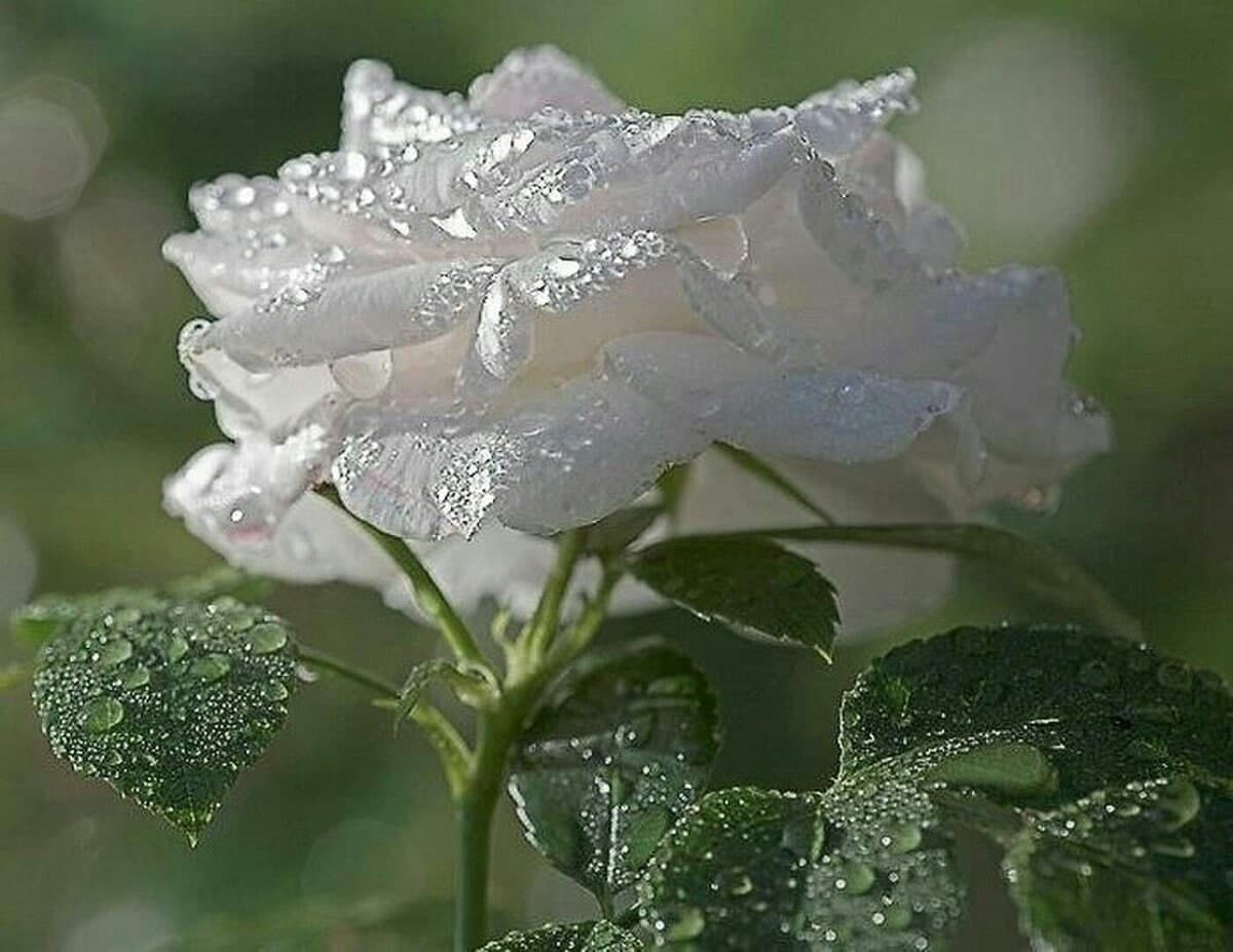 Стих свежесть. Роса на цветах. Цветы в росе. Белые розы в росе.