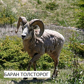 Как бодаться точно знает