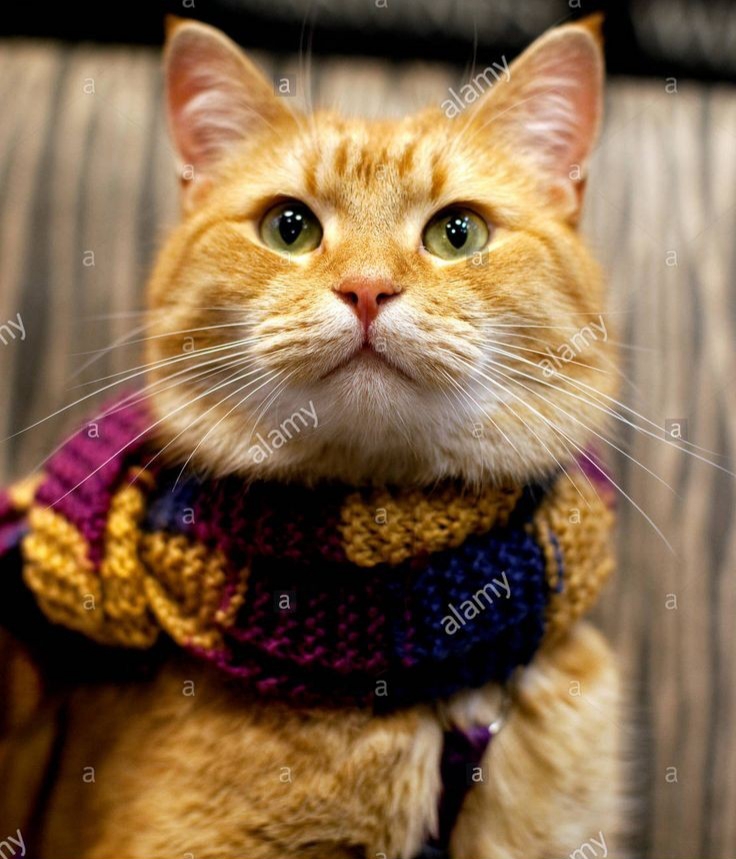 Любимому коту