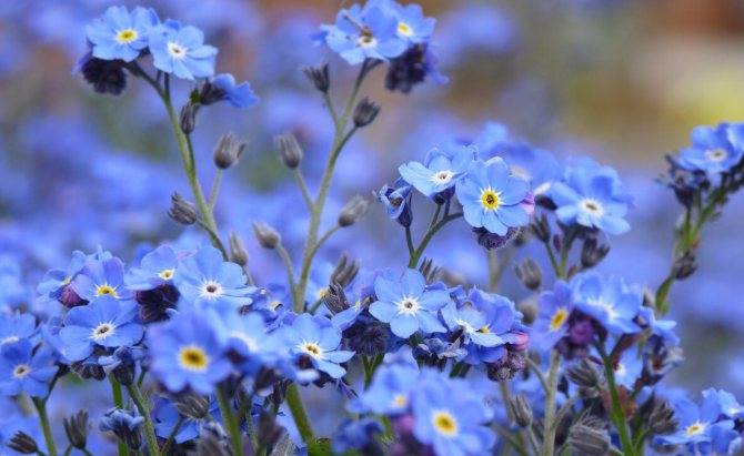 Незабудки...