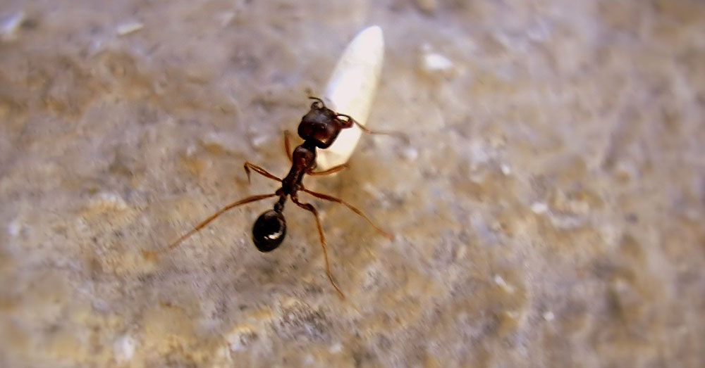 Como eliminar las hormigas en la cocina