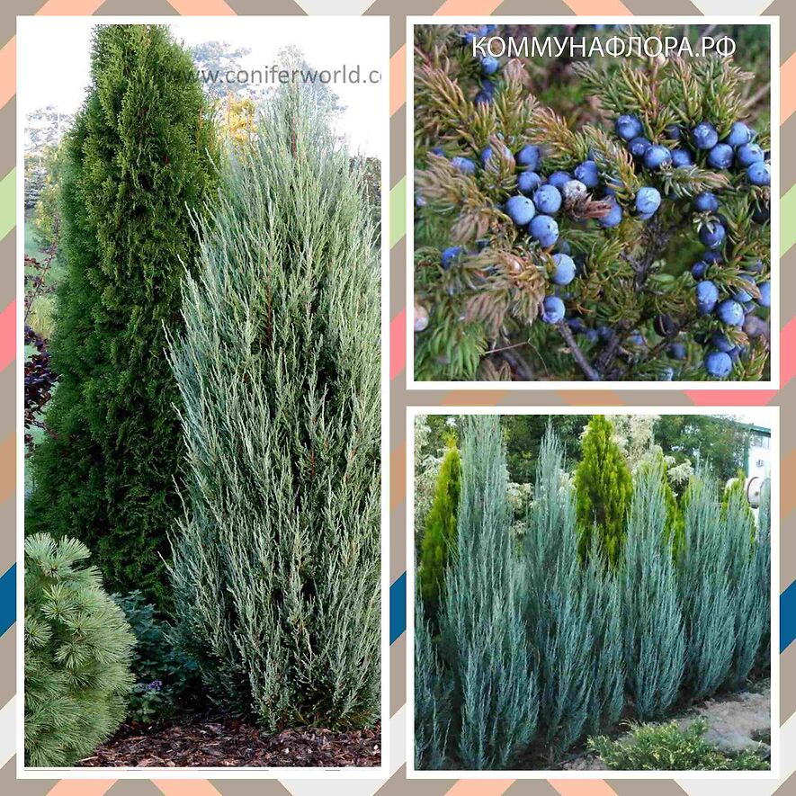 Можжевельник