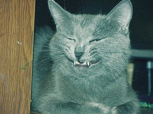Кот с ухмылкой мем