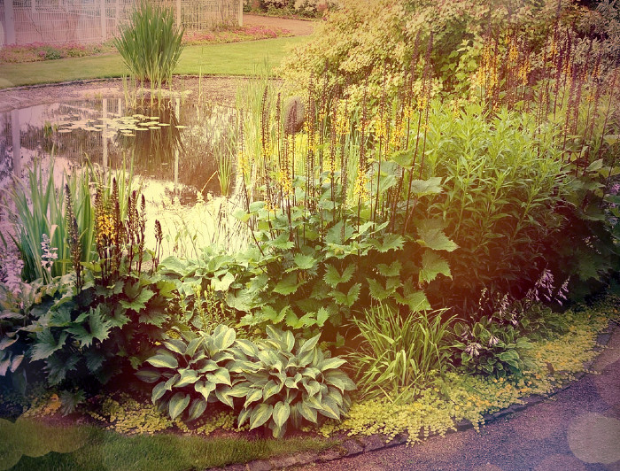 Саду Светланы Желиба