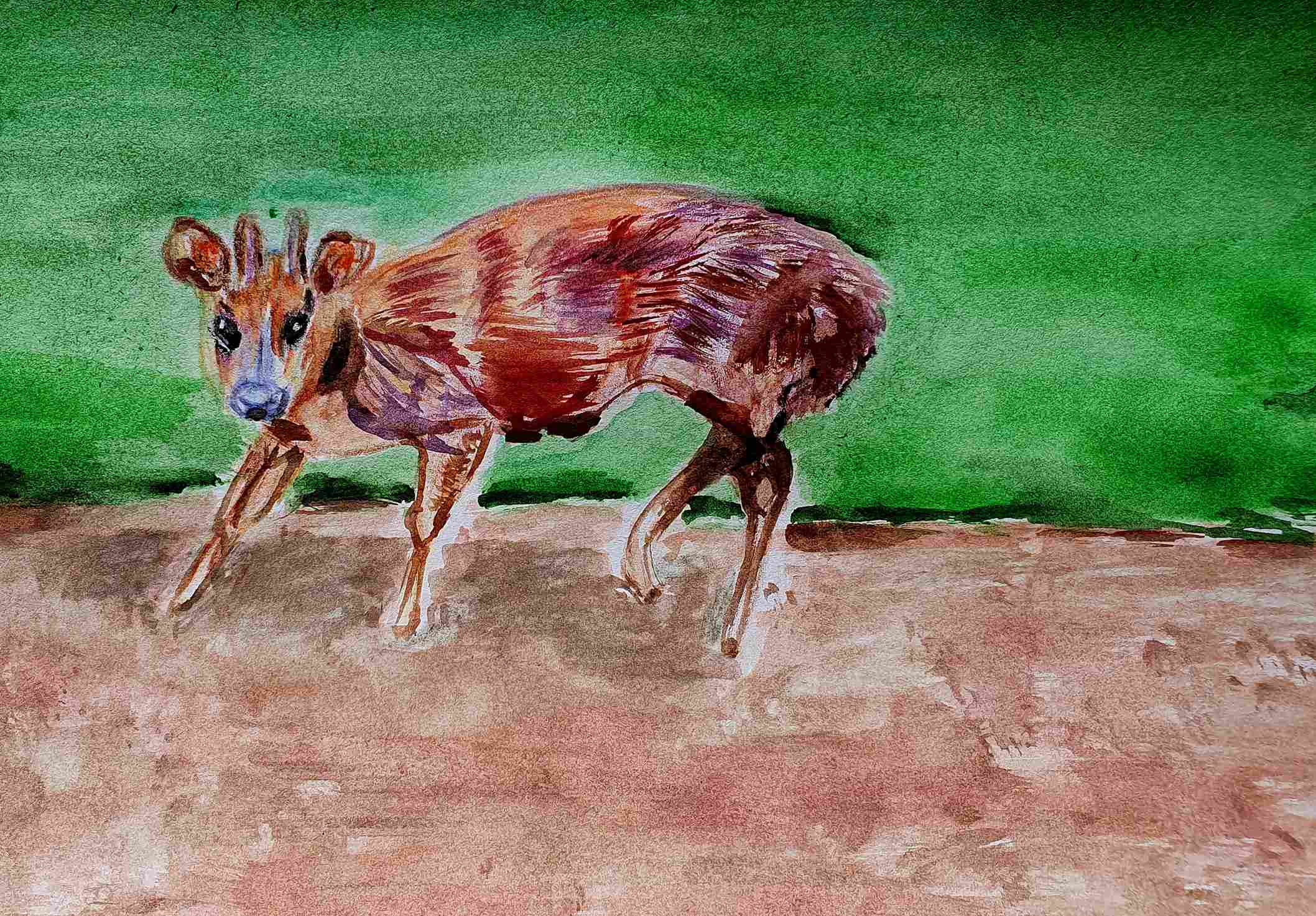 Олень - мазама карликовая