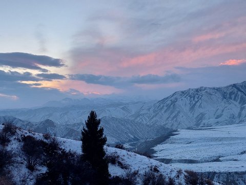 Цветы и снег