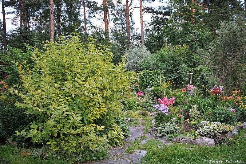 Сад на Карельском перешейке