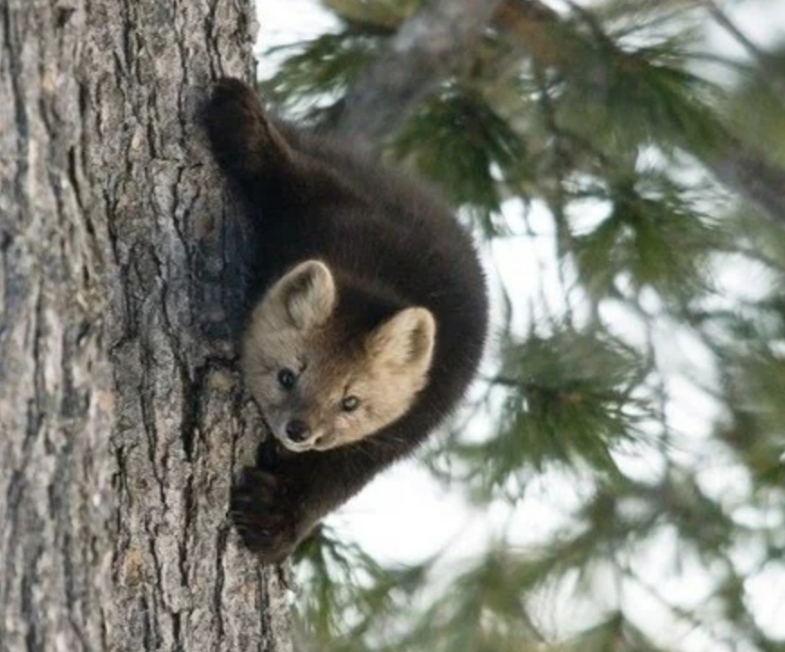 Где Можно Купить Соболя Живого