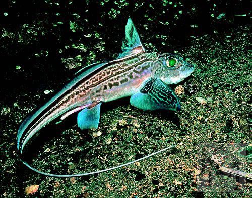 Химерообразные