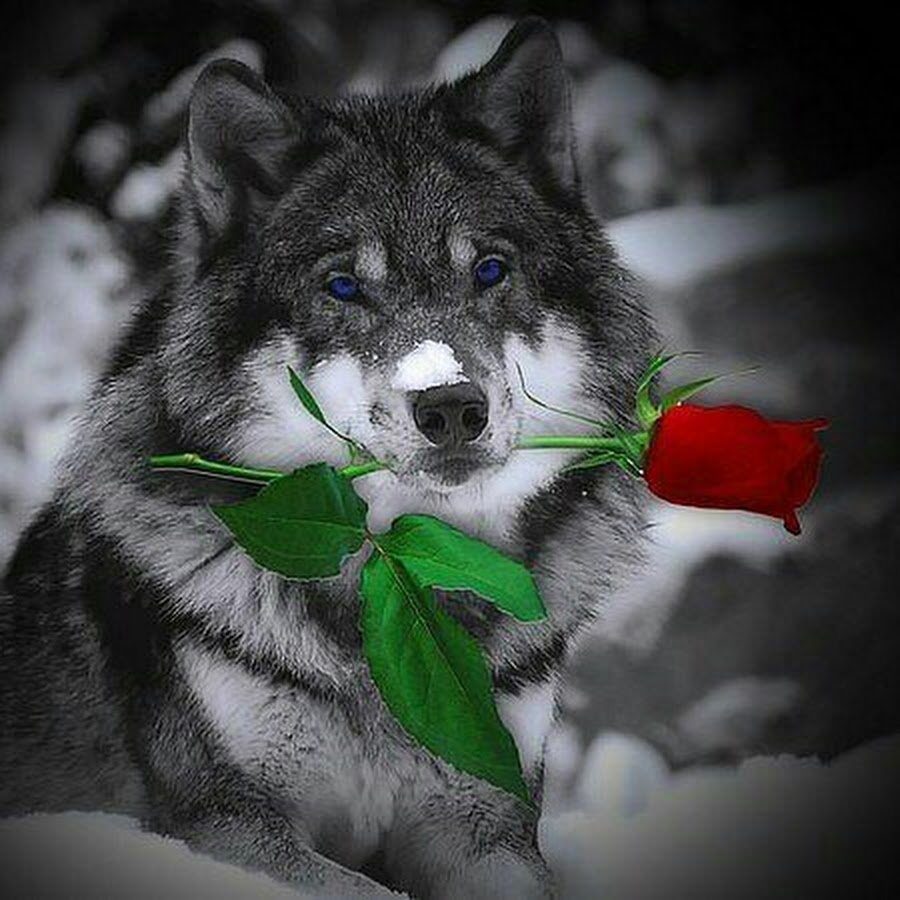 Девушки России