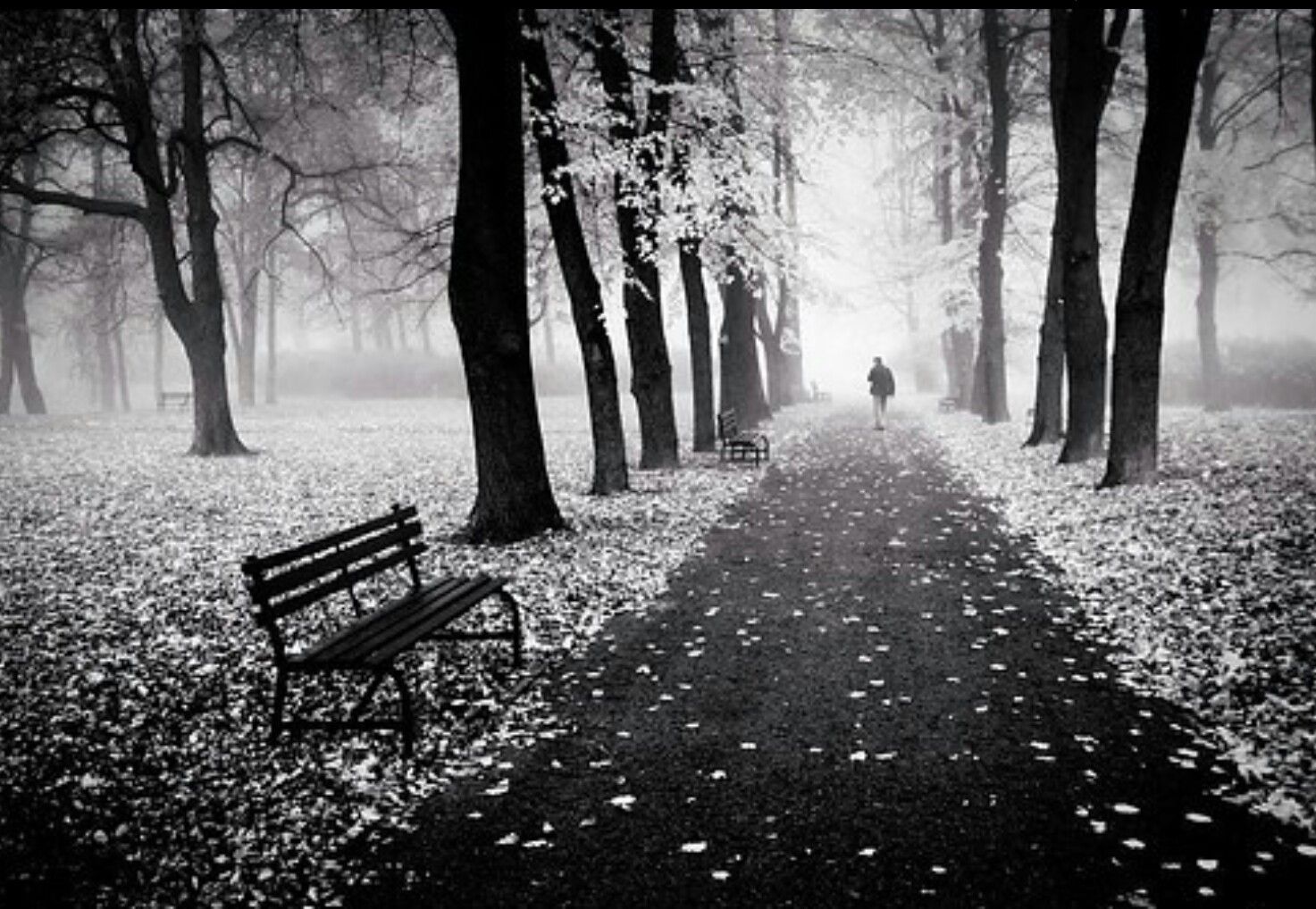 Какие грустные места. Черно белая осень. Черно белая аллея. Осенние черно белый. Осенняя грусть.