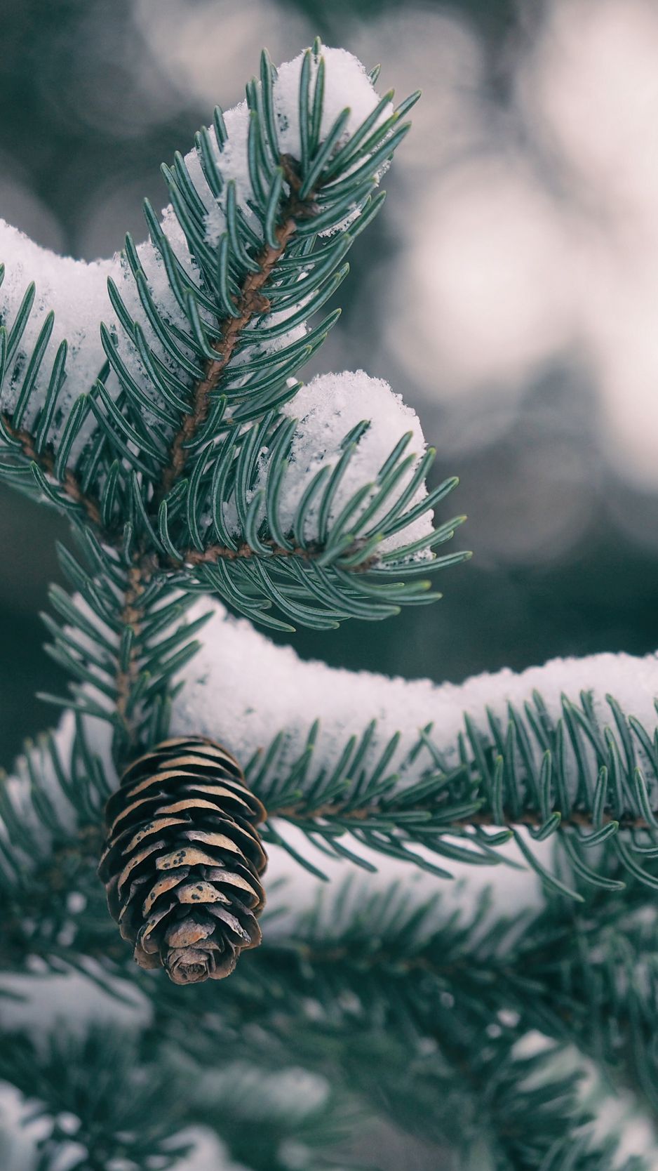 Зима. Январь...